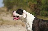 BOULEDOGUE AMERICAIN 401